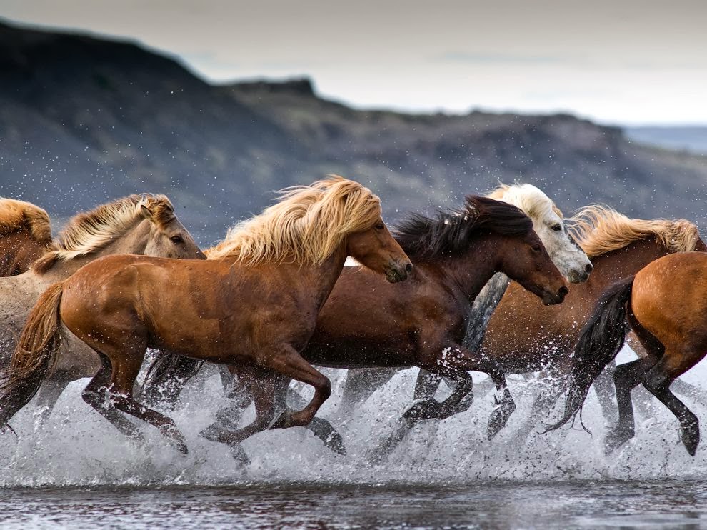 - Islandia 24 - Noticias y viajes a Islandia -: Caballos en Islandia