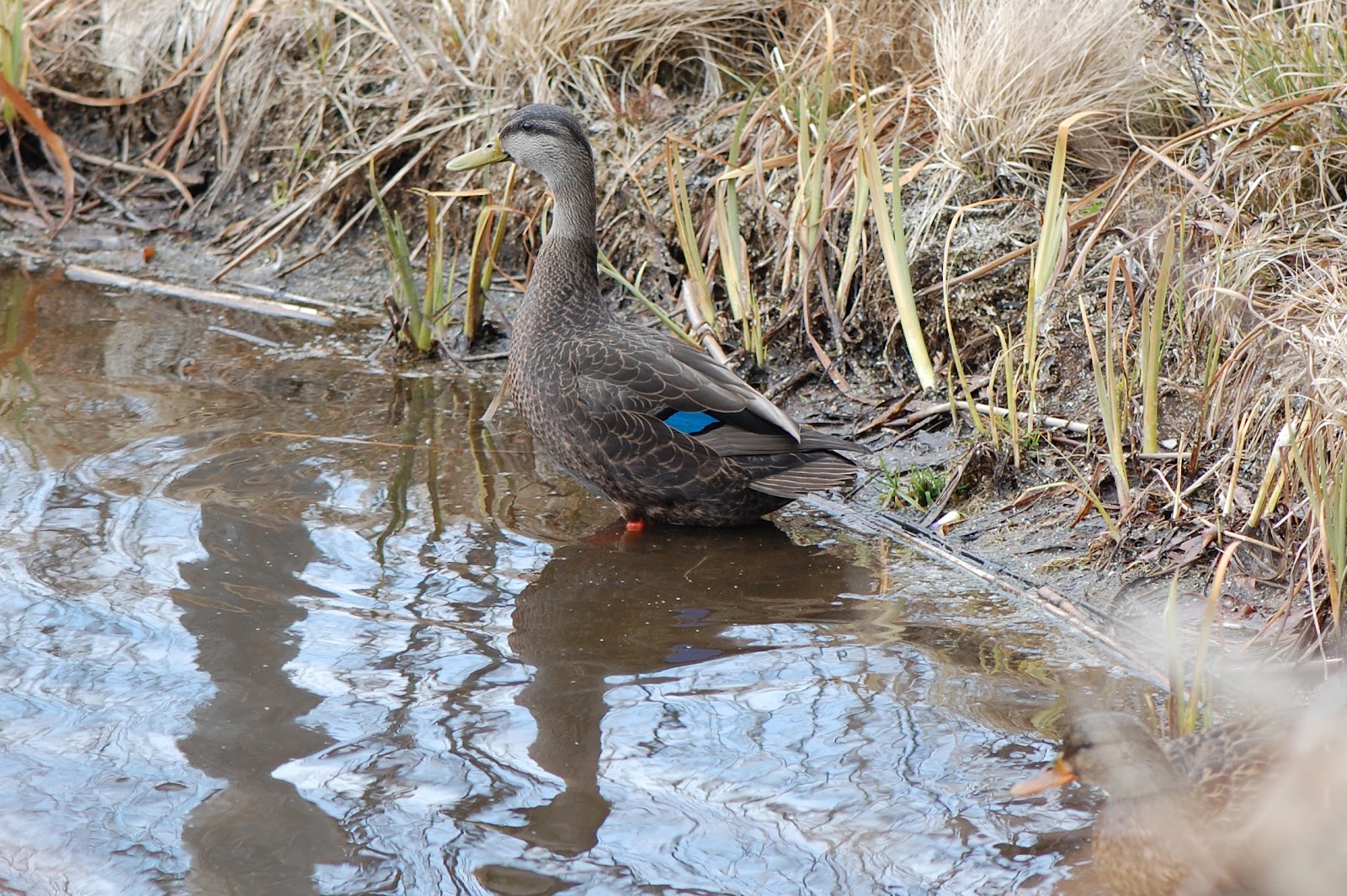 Urban Wildlife Guide: American Black Duck
