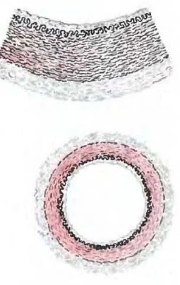 Artery Wall Structure