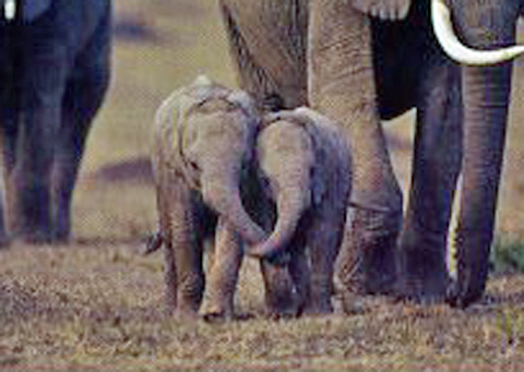 two elephants hugging