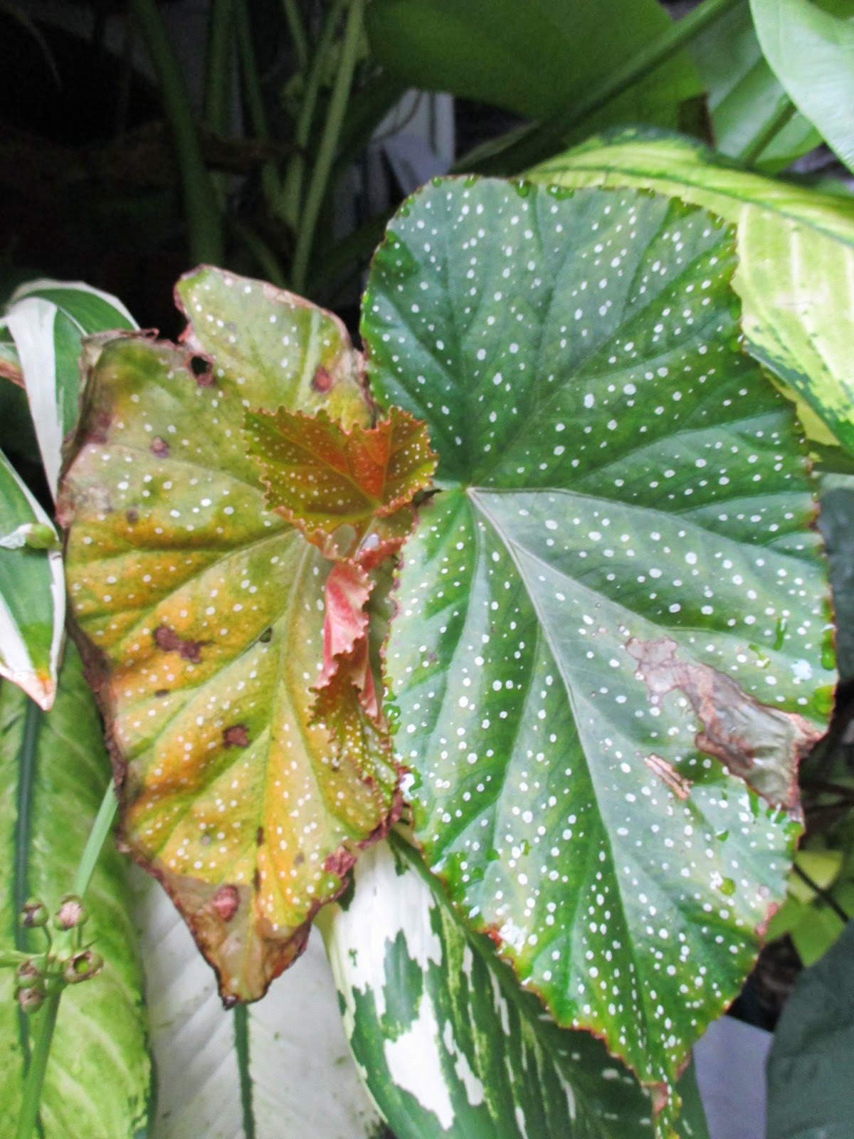 Garden Chronicles Cane Begonias Update 2015