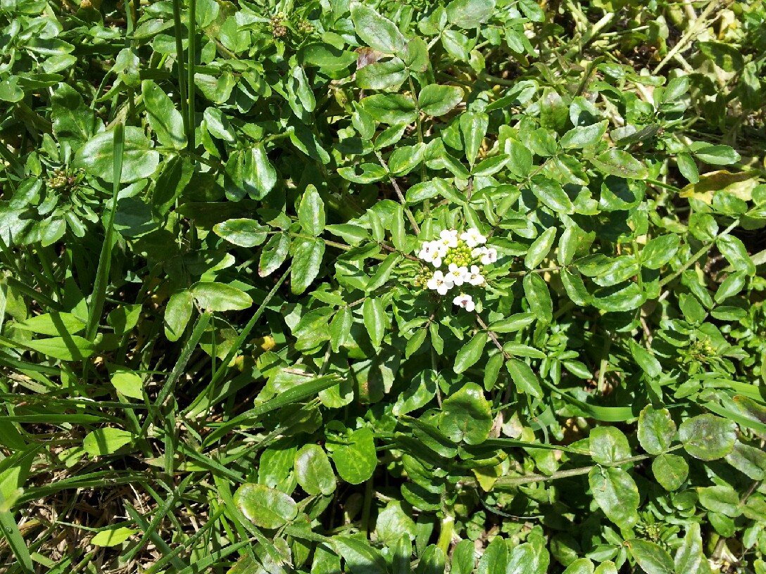 a study of watercress the oldest plant known to man Messagetoeaglecom – llareta is an intriguing south american living desert plant and one of the oldest known in the world it gives an impression of being soft like a cushion, but it is not it is hard as a rock and very solid to the touch. a study of watercress the oldest plant known to man Messagetoeaglecom – llareta is an intriguing south american living desert plant and one of the oldest known in the world it gives an impression of being soft like a cushion, but it is not it is hard as a rock and very solid to the touch.