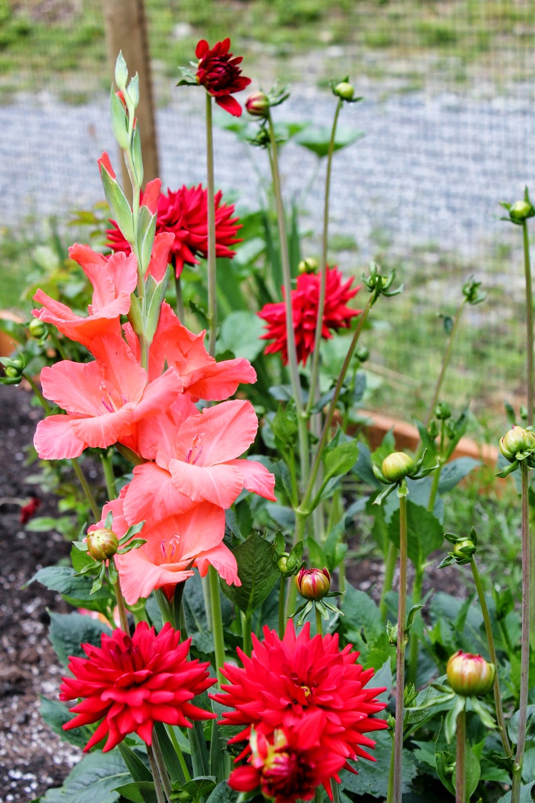 The Nitty Gritty Potager How To OverWinter Glads, Dahlias, Canna's