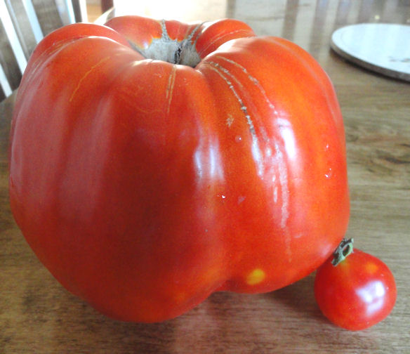 riesentraube tomatoes