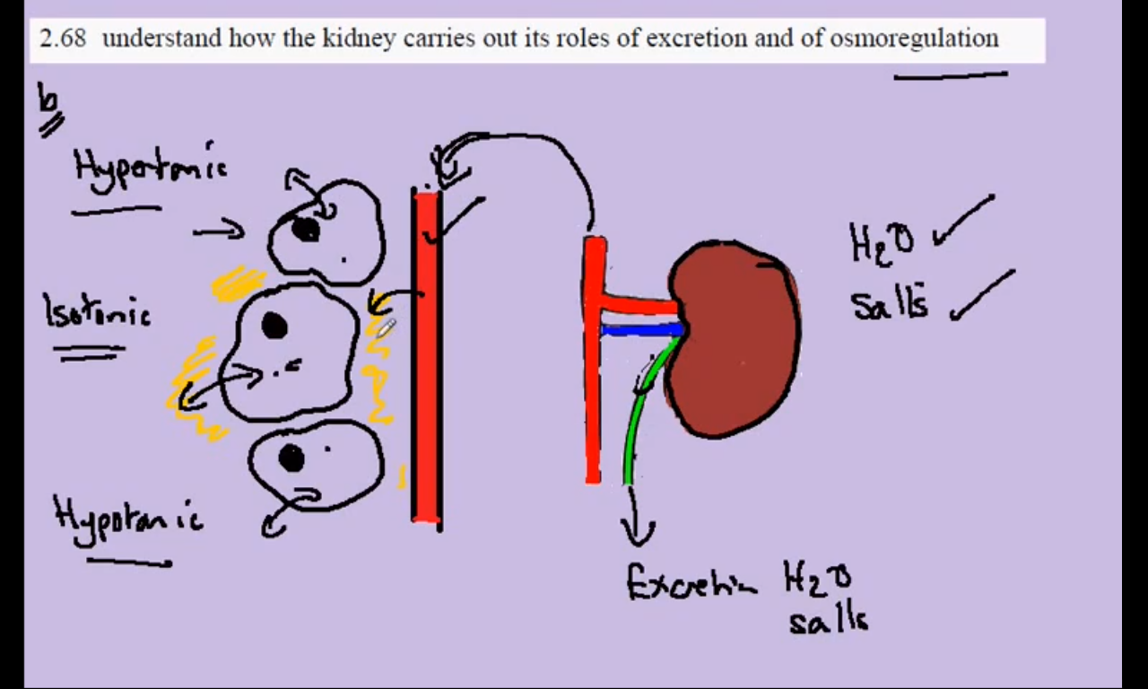 Andrew Biology Osmoregulation