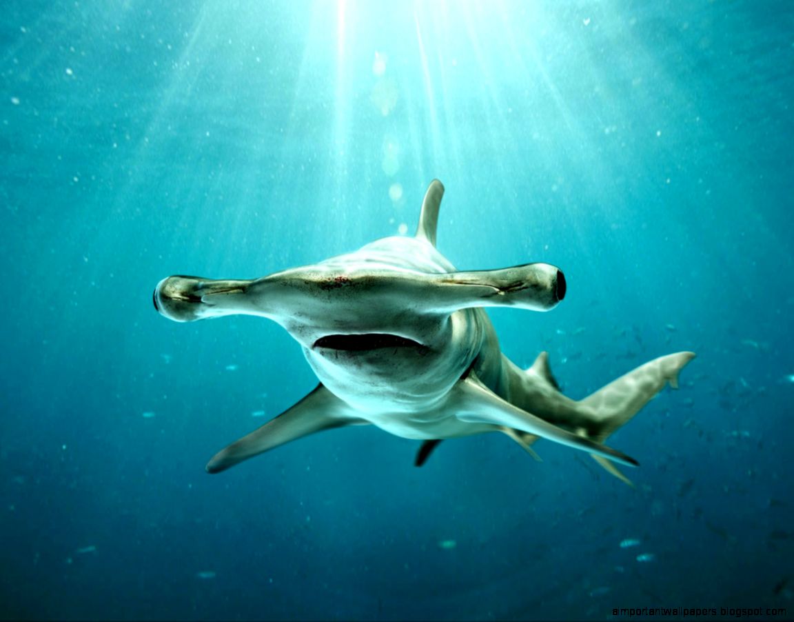 HammerHead Shark Sphyrna mokarran by Kimsuyeong81 on DeviantArt HammerHead Shark Sphyrna mokarran by Kimsuyeong81 on DeviantArt