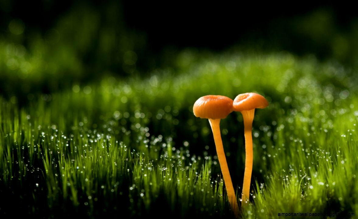 Morning Dew Wallpapers Morning Dew Wallpapers