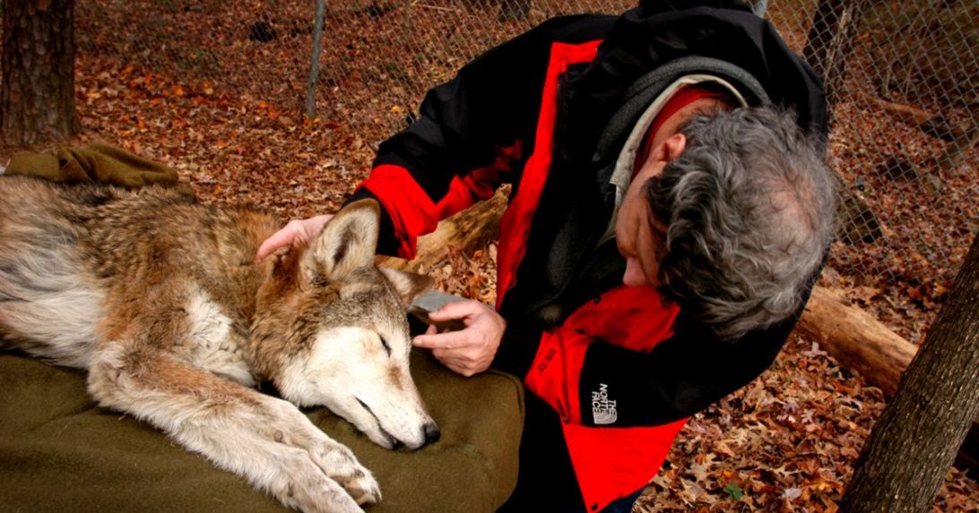 Wildlife Conservation Degree | Amazing Wallpapers
