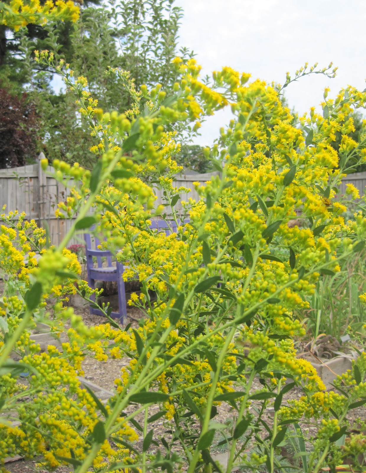Wildflower Wednesday Goldenrod