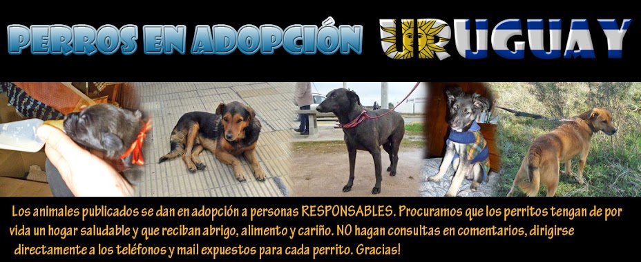 Adopción de perros en Uruguay