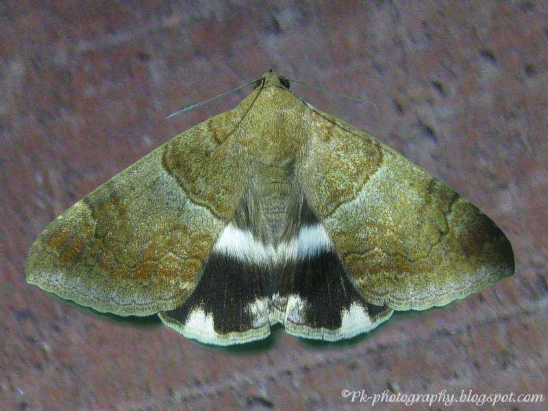 Castor SemiLooper Moth Nature, Cultural, and Travel Photography Blog