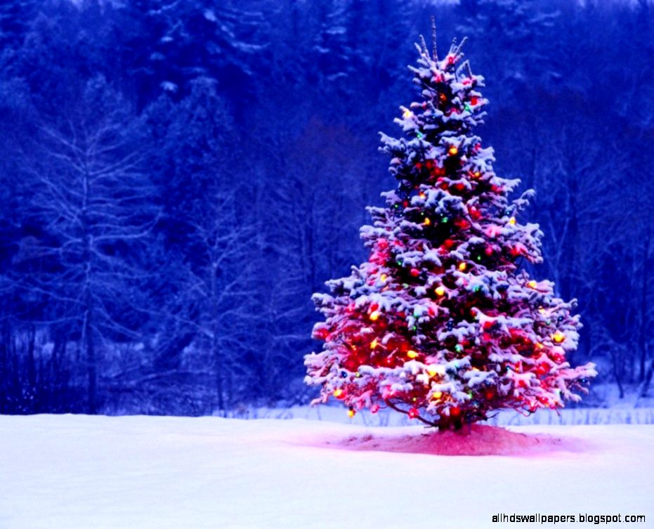 Outdoor Christmas Tree Outdoor Christmas Tree