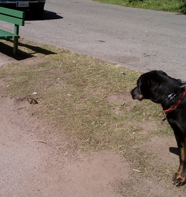 Staring Gopher