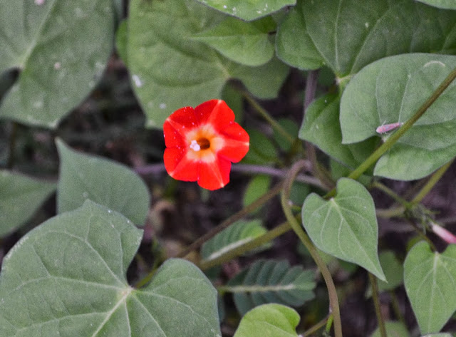 small red morning glory, wildflower, http://growingdays.blogspot.com