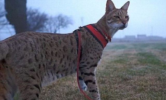 the tallest cat in the world is the guinness worlds tallest cat savannah cat world tallest cat cnn world tallest man world tallest cat 2010 - Biggest Cat In The World Guinness 2012 the tallest cat in the world is the guinness worlds tallest cat savannah cat world tallest cat cnn world tallest man world tallest cat 2010 - Biggest Cat In The World Guinness 2012