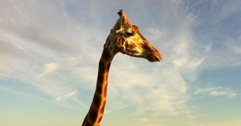 The Moving Foodie Blog: Preview: A Fine Dining Safari