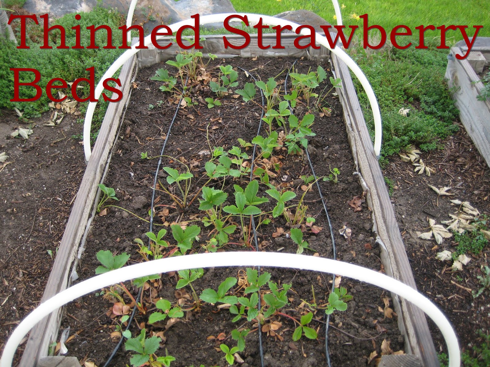 Enjoyingtheharvest Renovating Strawberry Beds
