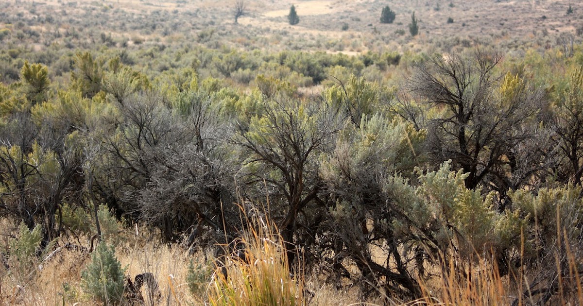 Boise Daily Photo Sagebrush in Bloom Something to Cry About?