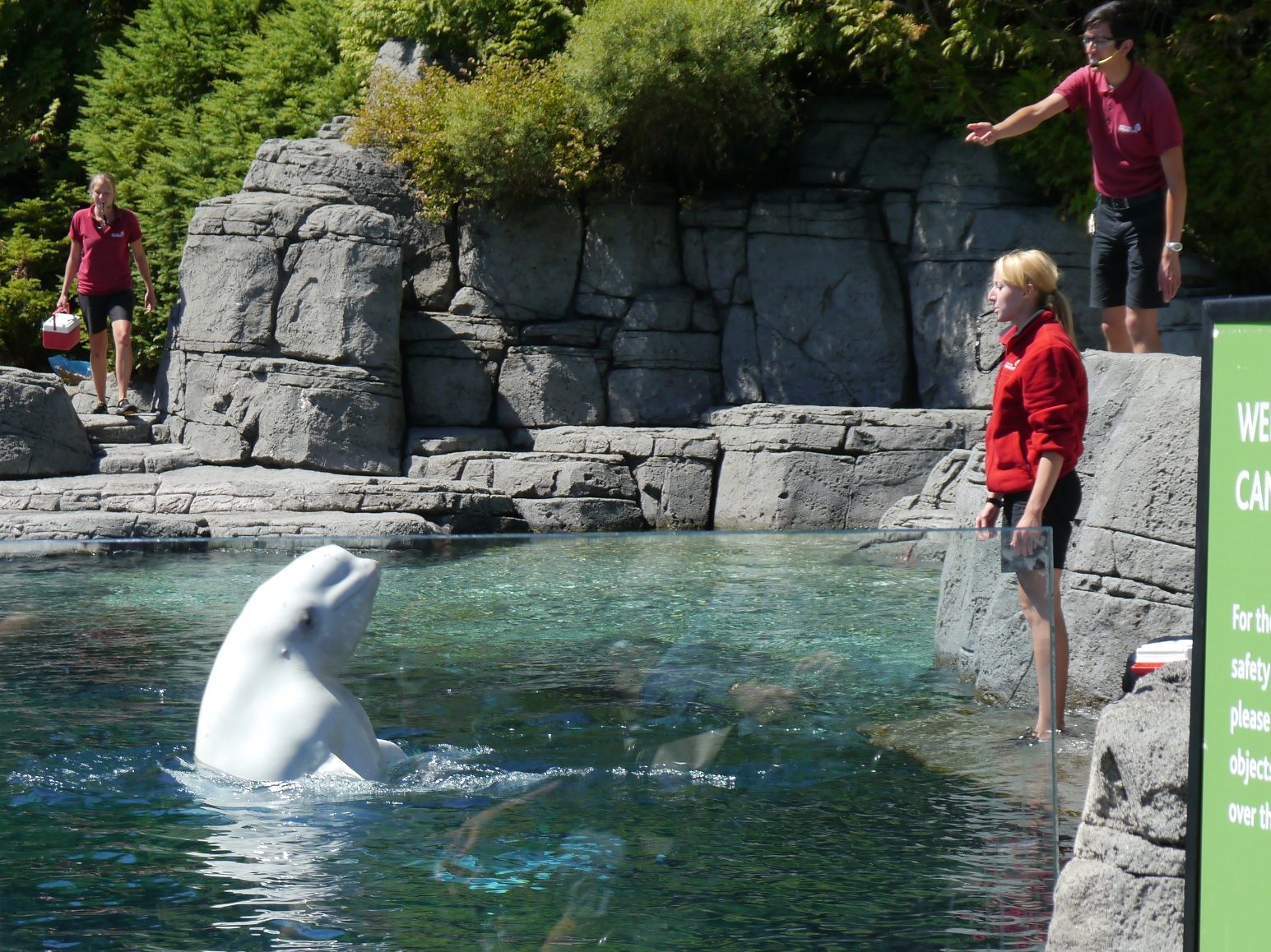 The beluga whale show