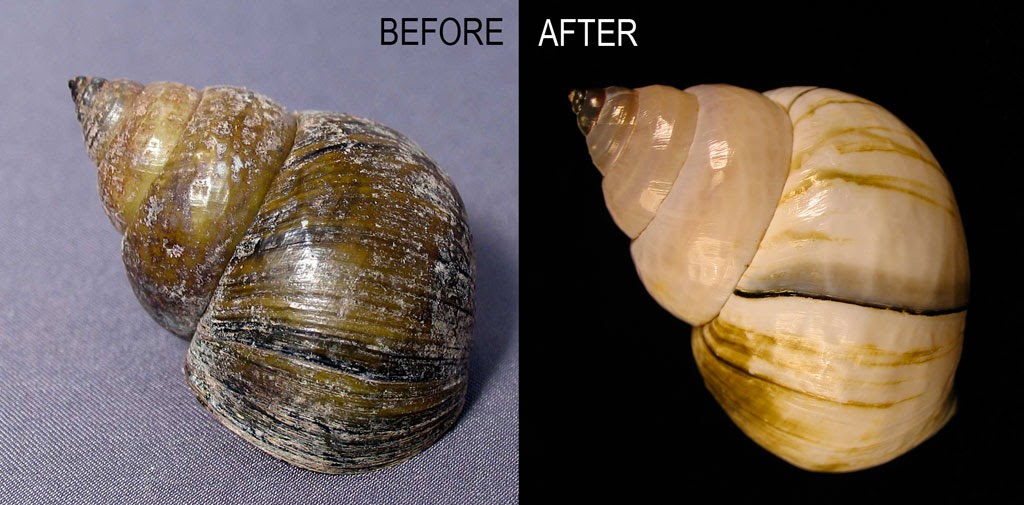 Louisville Fossils and Beyond Cipangopaludina japonica River Snail