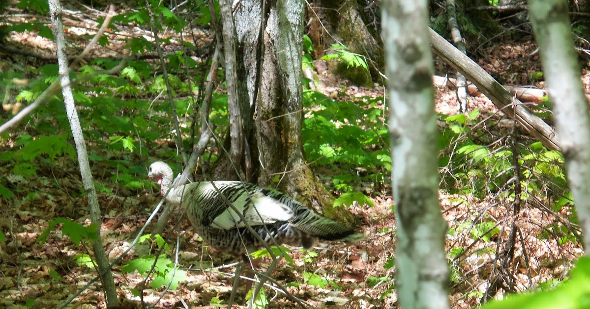 Moose Mountain Guide Service Piebald Turkey