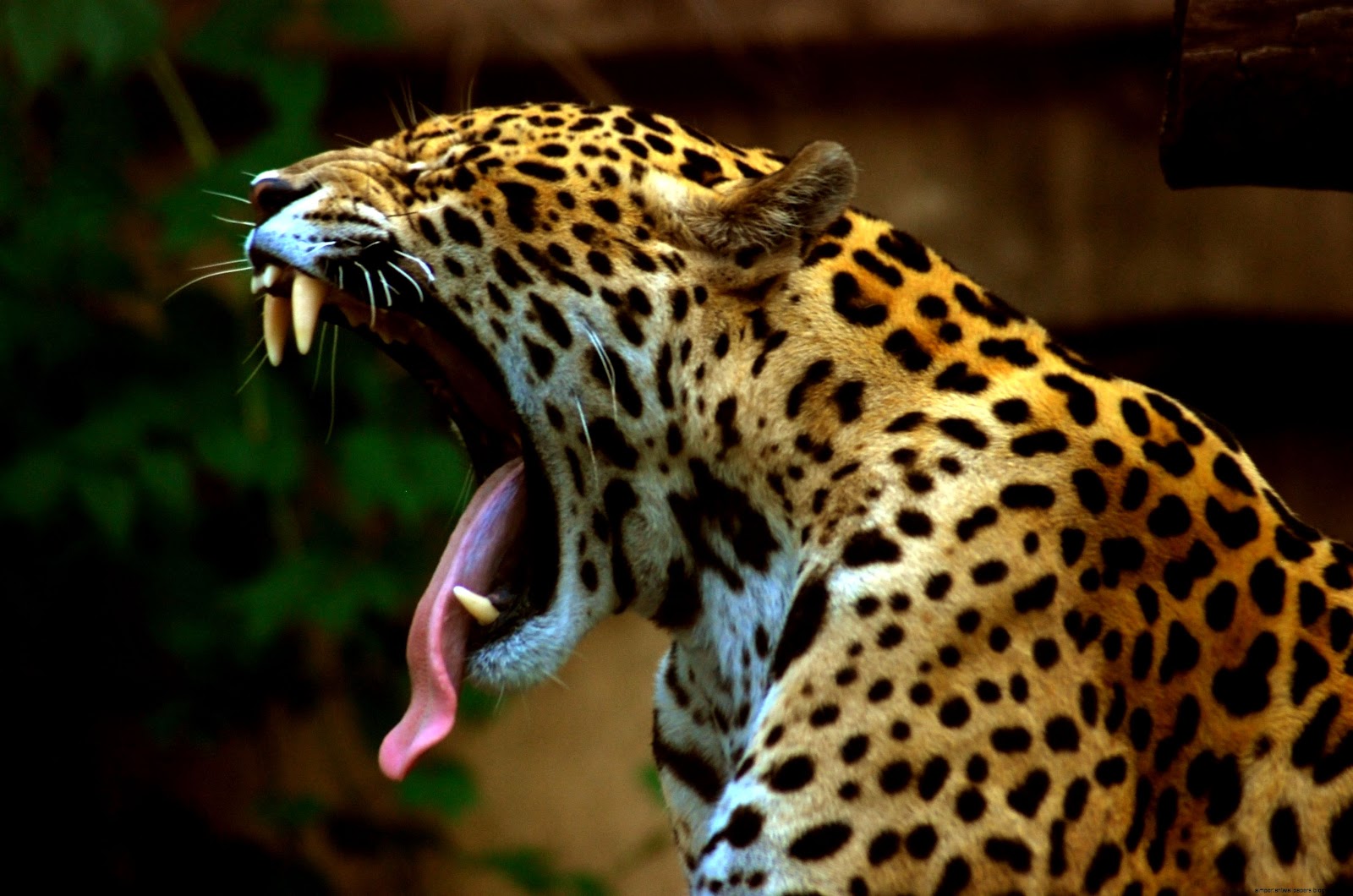Jaguar Animal Mouth Jaguar Animal Mouth