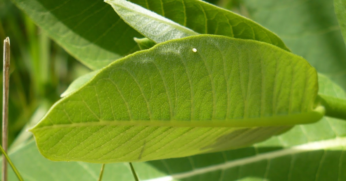 CREATE A WILDLIFEFRIENDLY YARD MONARCH BUTTERFLIES LAYING EGGS EARLY