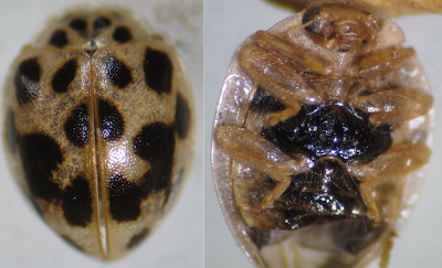 ladybug ant mimic biology normal talking