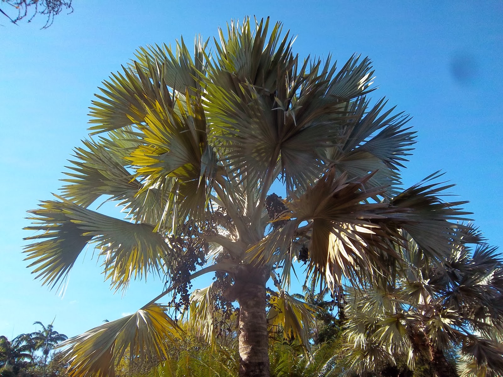 Liliana Usvat Reforestation and Medicinal use of the Trees Palm