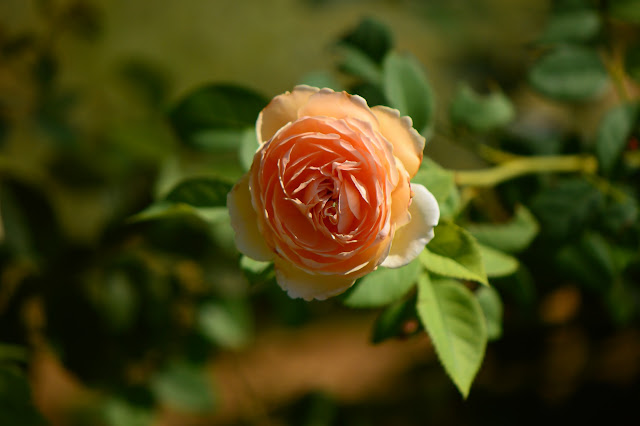 Crown Princess Margareta rose, English rose, david austin rose, desert, hot climate, small sunny garden