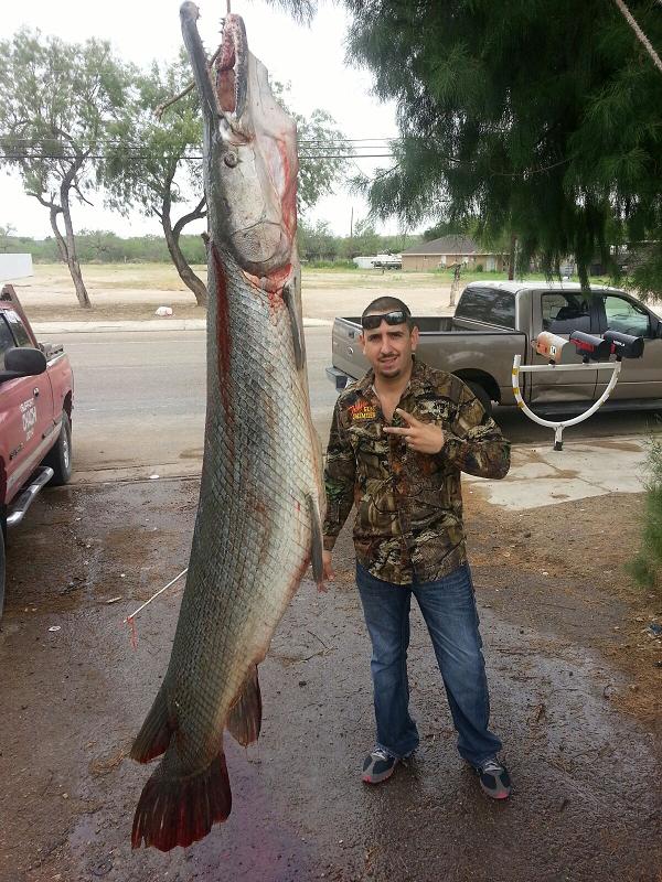 Alligator Gar Caught In Texas