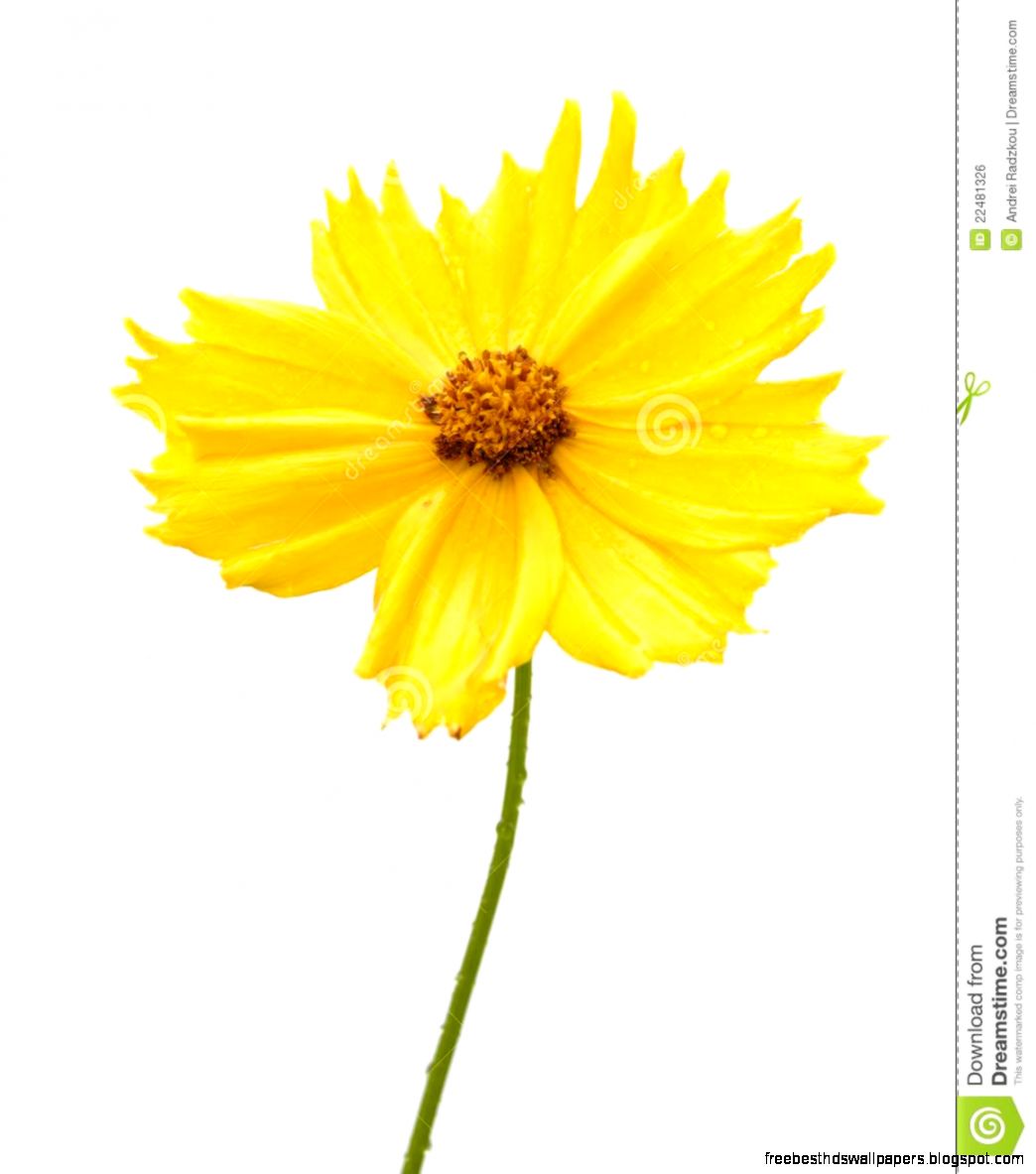 Yellow Flower Of Garden Coreopsis Royalty Free Stock Image Image Yellow Flower Of Garden Coreopsis Royalty Free Stock Image Image