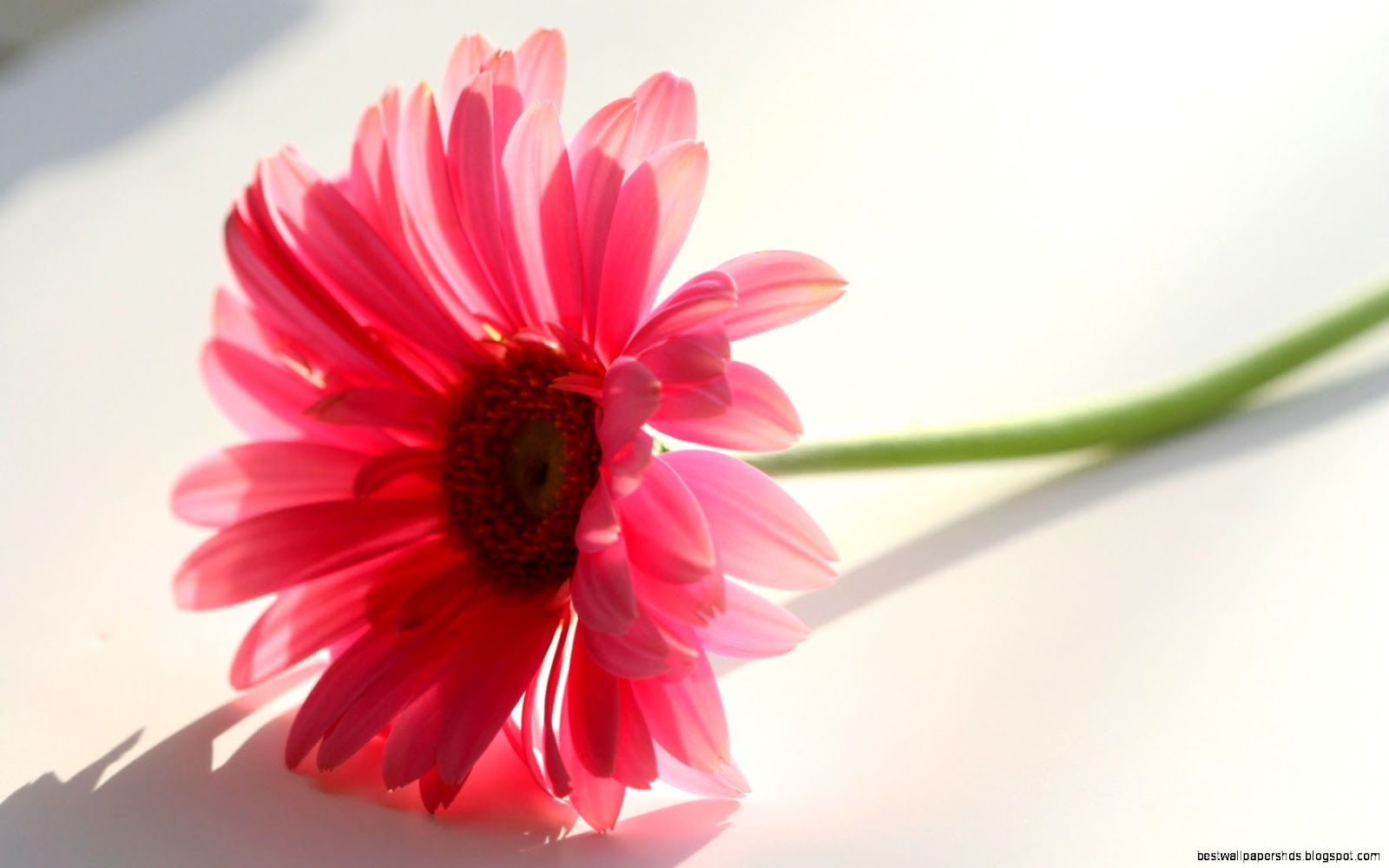 Pink and White Pink and White