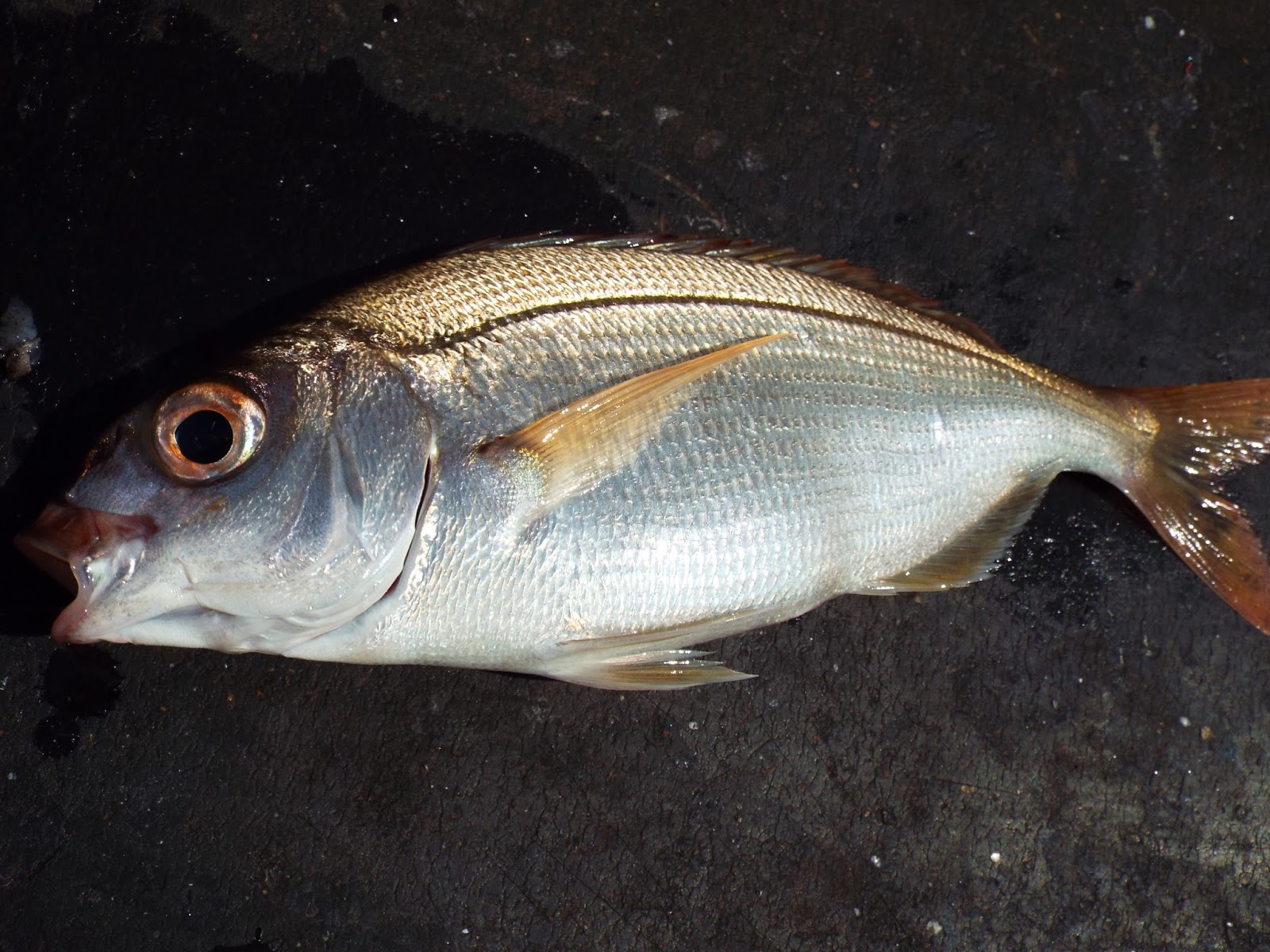 Mission Impossible To catch 100 species of saltwater fish from