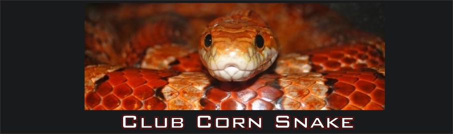 Club Corn Snake