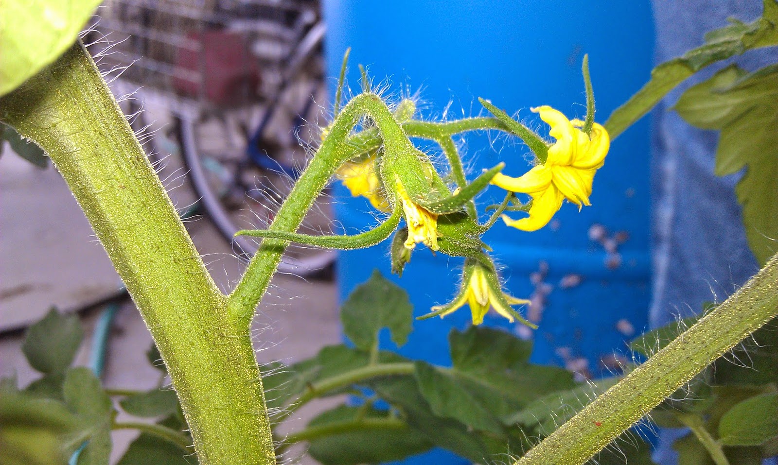 Backyard Chicken Ladythinking out loud Surprising Update On My