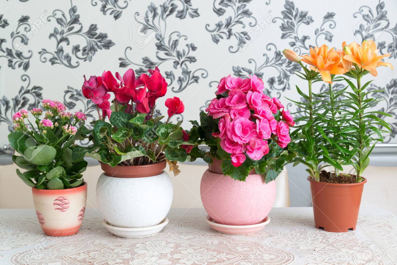 Potted flowers
