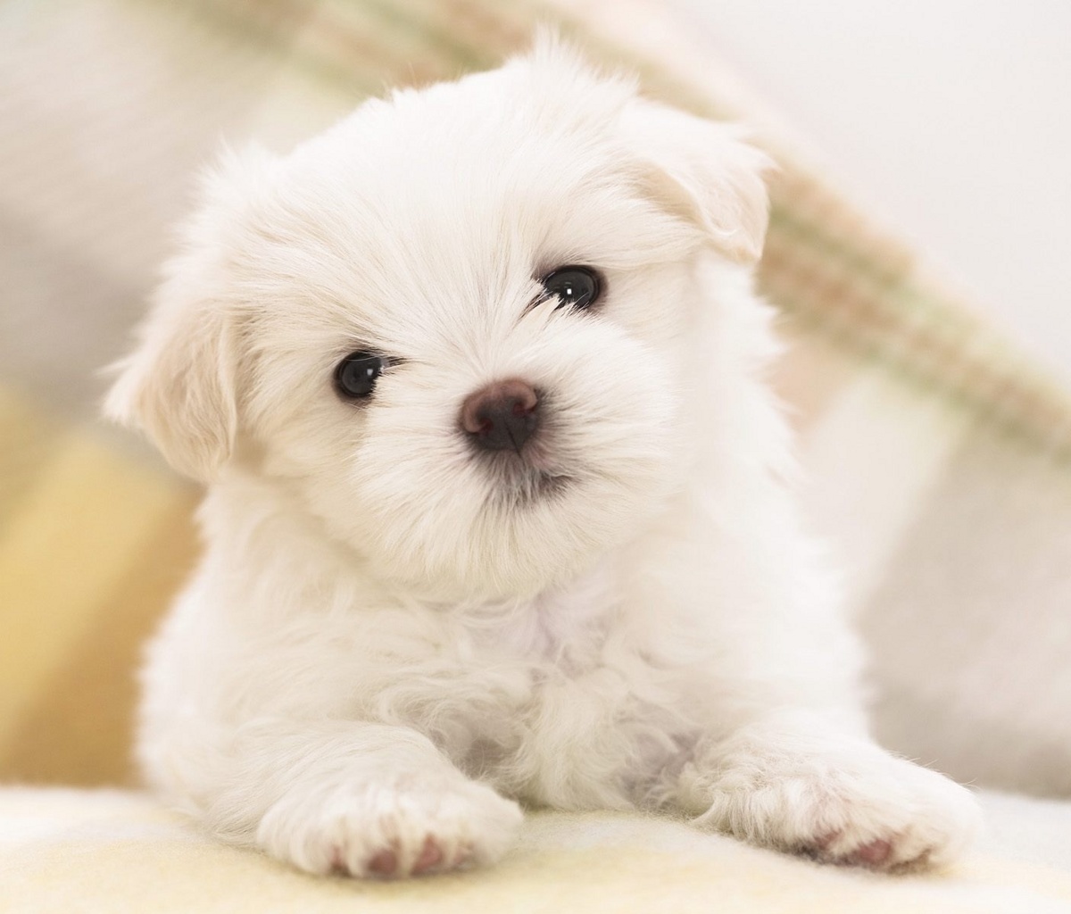 http://3.bp.blogspot.com/-heZchUcXUQQ/T8W8oAXAzSI/AAAAAAAAHKg/lyiKalu1xkk/s1600/cute_dog.jpg