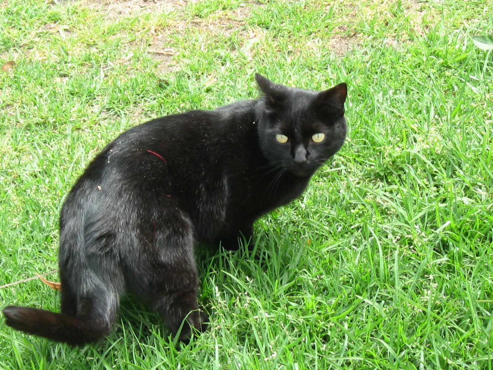 Check Out the Scarey Cat's of Cape Town CAPE TOWN MISSION