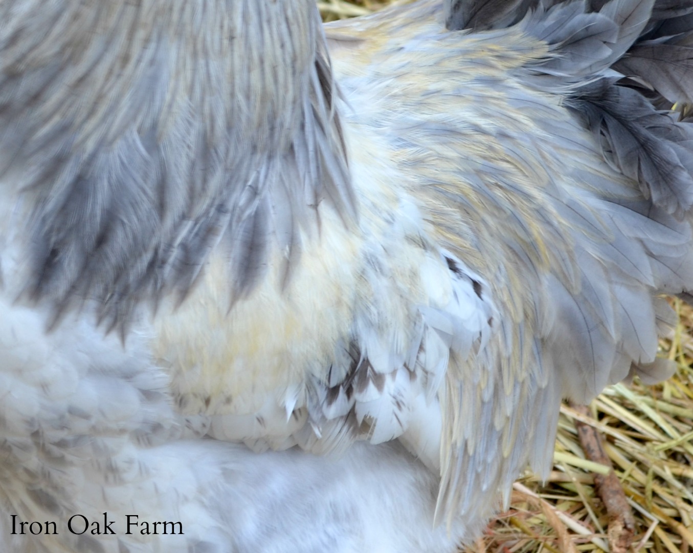 4 Reasons Why White Chickens Turn Yellow Community Chickens