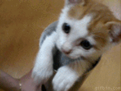 funny-animated-gifs-kitty-peekaboo.gif