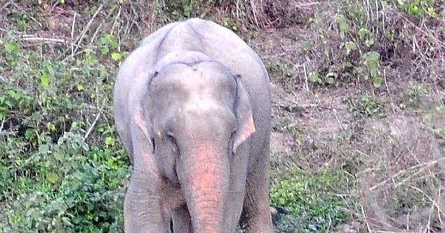 White Elephant, Thailand  Albino animals, Elephant, Rare albino animals