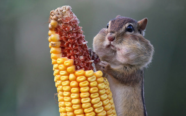 Picture of a chipmunk eating corn