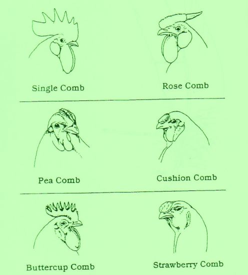 Sabong | Gamefowl, Cockfighting