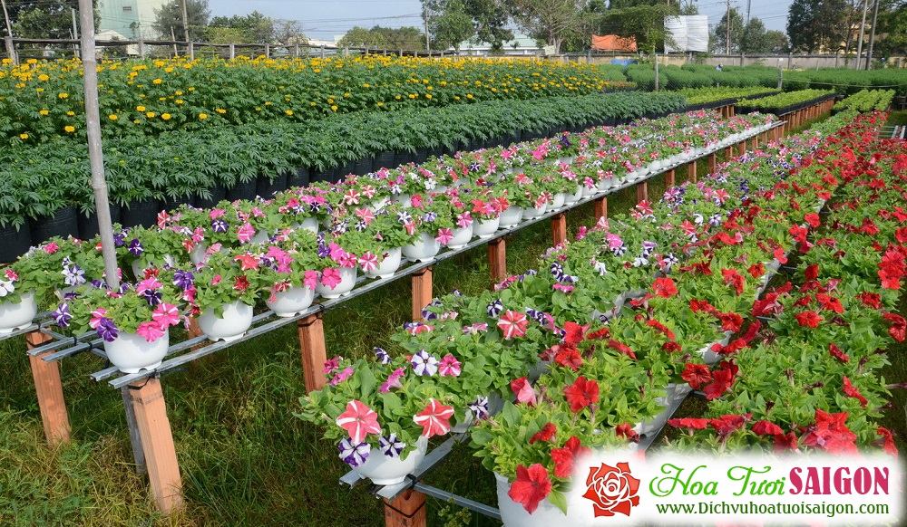 [Image: Lang-hoa-Tan-Quy-Dong-duoc-mua-hoa-tet-1.jpg]