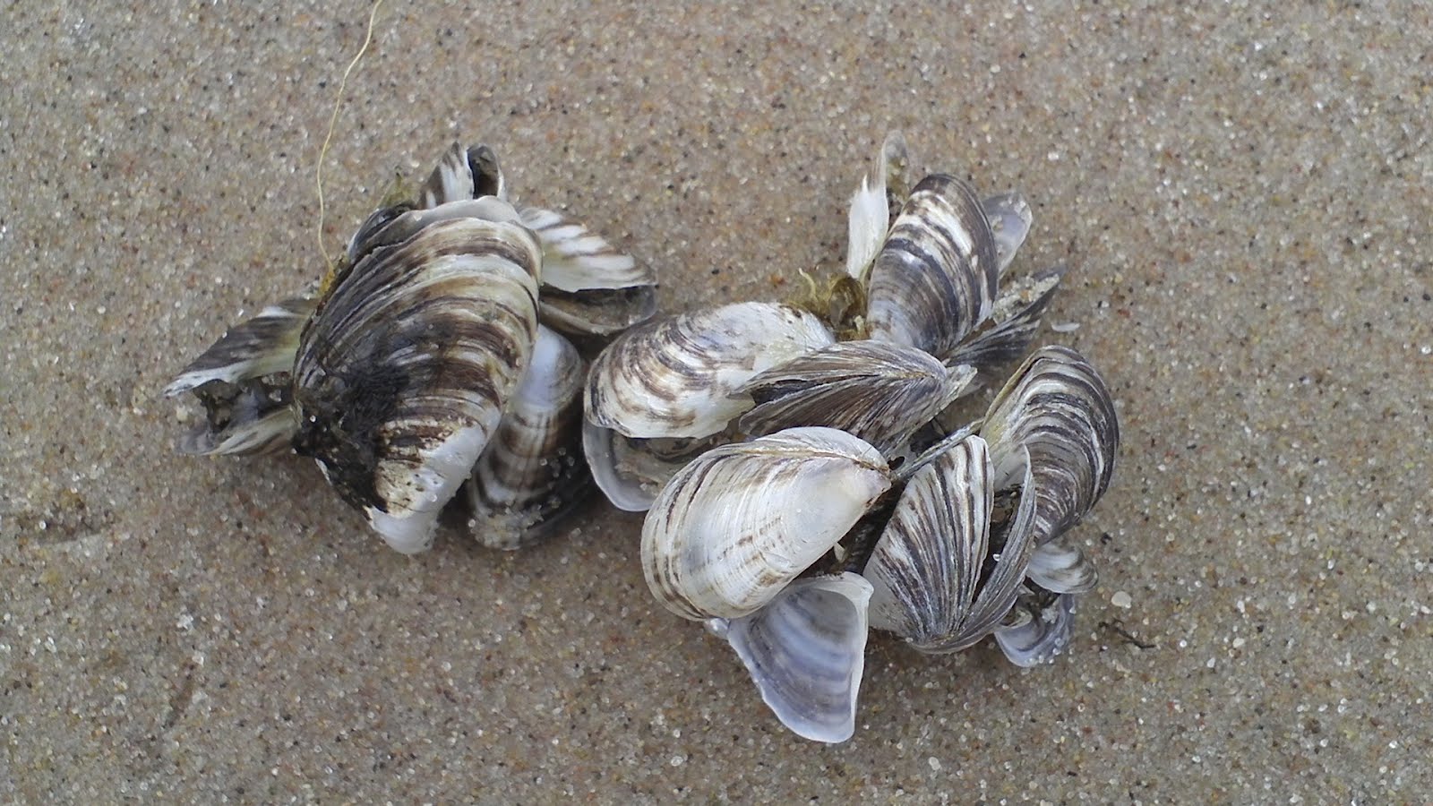 The 1,000Mile Great Lakes Adventures Invasion of the Great Lakes