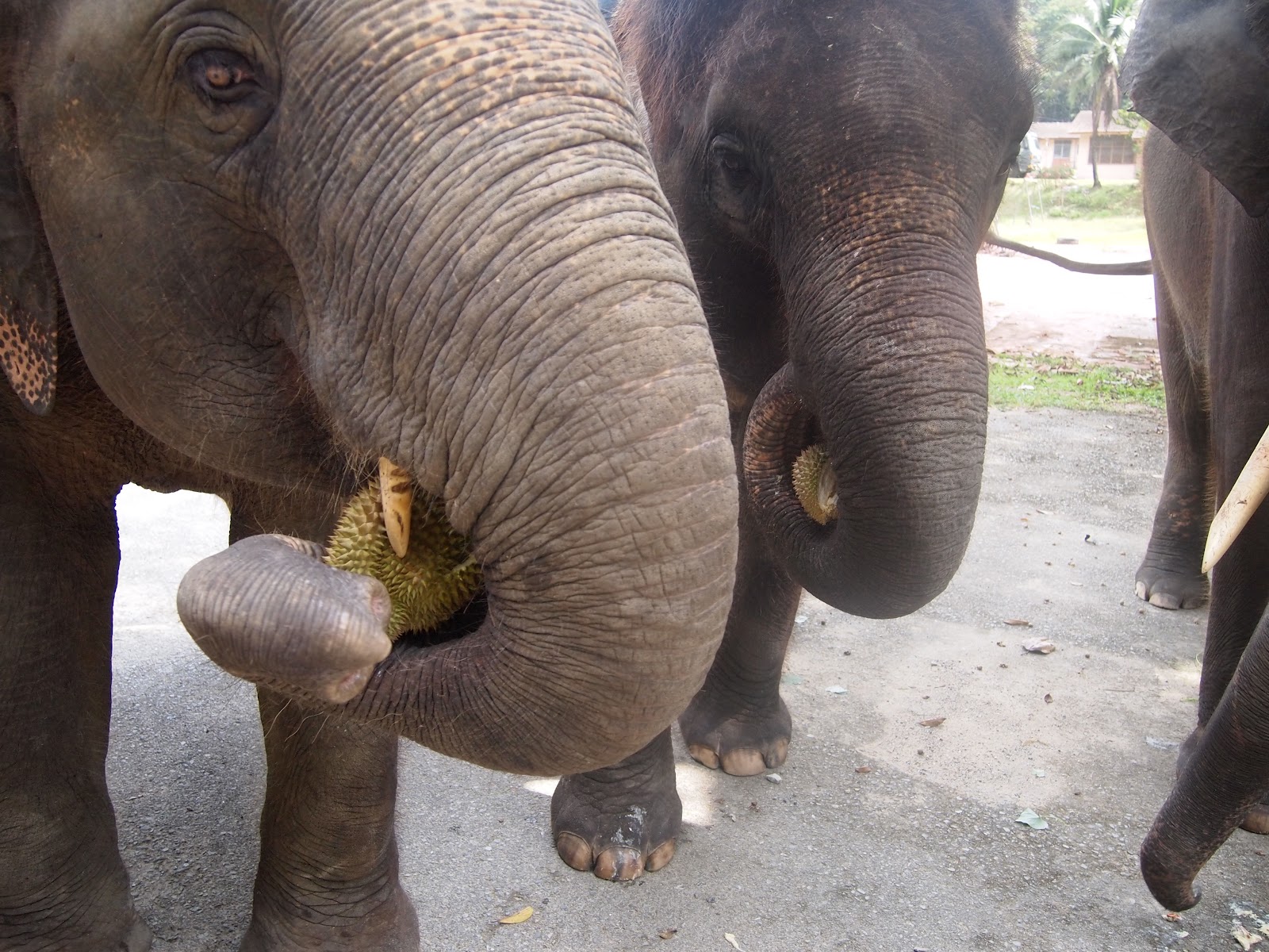 Feeding Elephants Durian