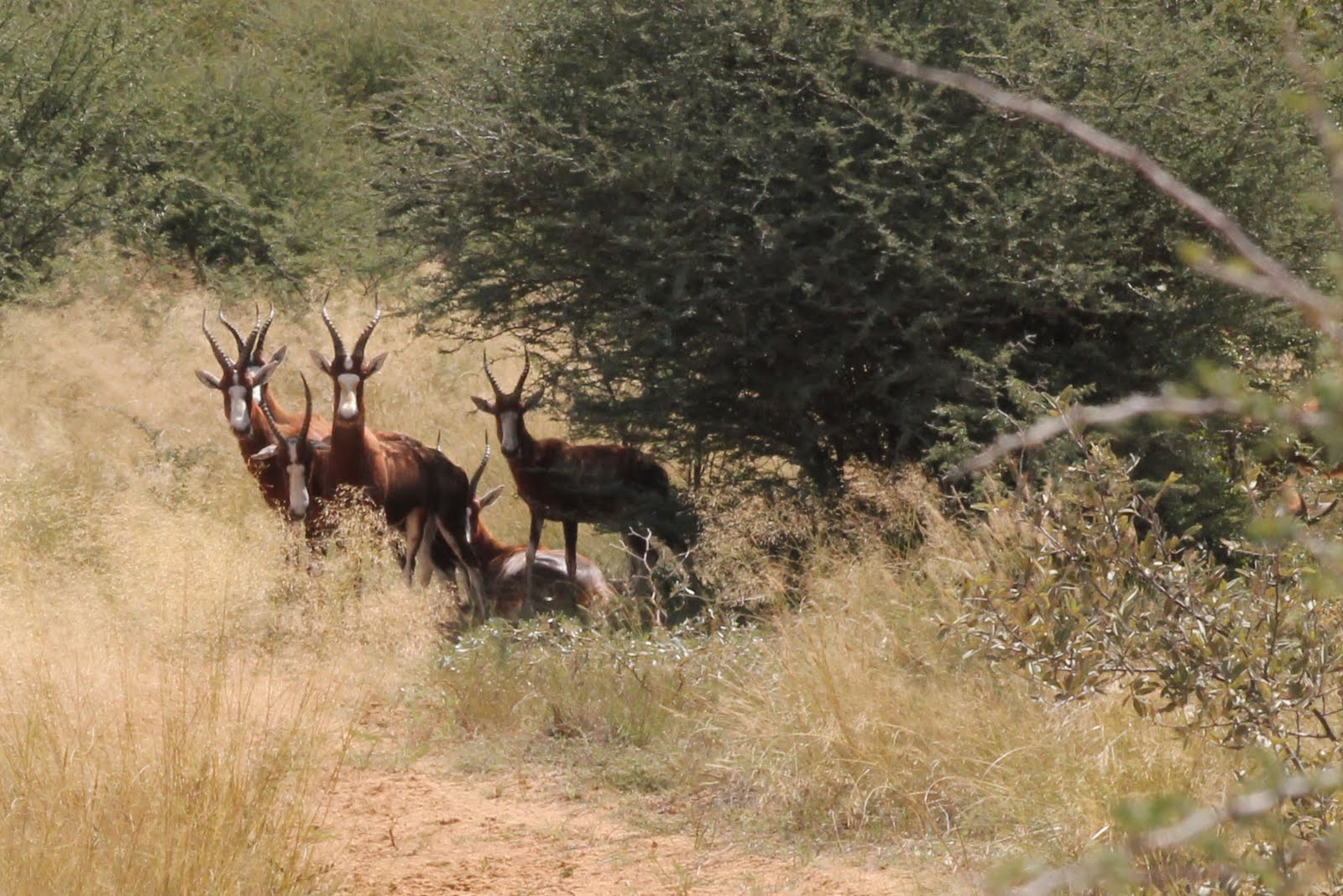 the blesbok