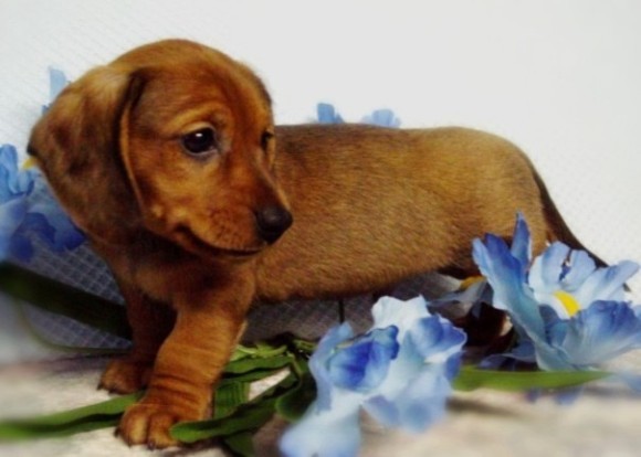 Miniature+Dachshund+Puppy.jpg