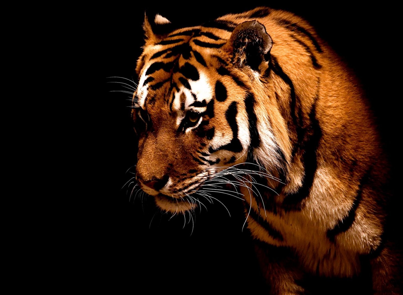 Tiger Desktop Wallpaper Heboh Banget Tiger Desktop Wallpaper Heboh Banget